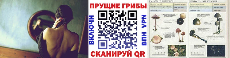 Купить  Горнозаводск  Галлюциногенные грибы Psilocybe 